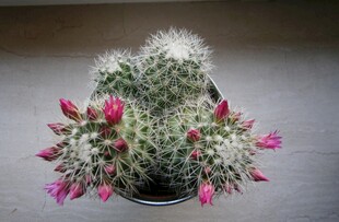 带粉花的仙人掌盆栽