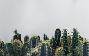 翠绿仙人掌群景观