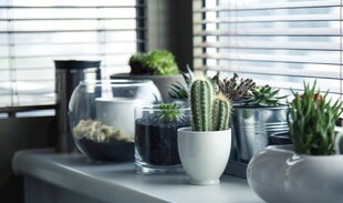 室内绿植装饰摆件组合