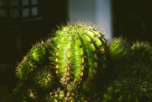 阳光下的翠绿仙人掌