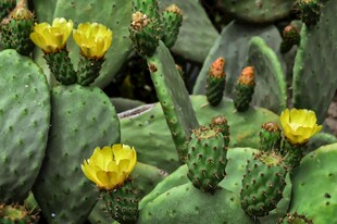 绽放的仙人掌黄色花朵