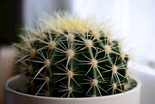 可爱仙人球盆栽