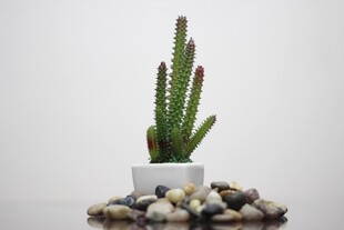 白色花盆中的挺拔仙人掌