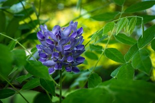 紫藤花