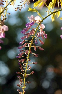 垂挂紫花植物特写