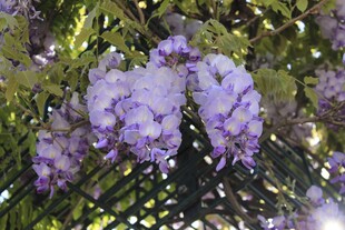 紫色繁花绽放枝头