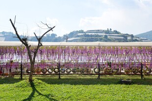 田园紫藤花花海美景