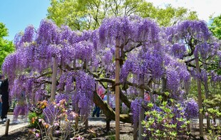 梦幻紫藤花树绽放美景
