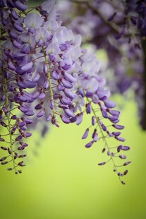 紫藤花垂挂