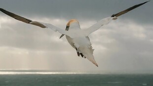 海空翱翔的飞鸟