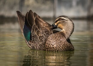 水中野鸭梳理羽毛