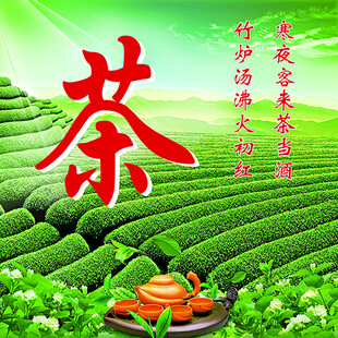 茶园风光 茶文化灯箱