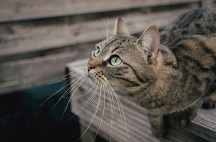 窗边狸花猫抬头凝望
