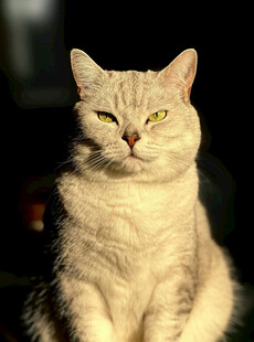 端坐的银灰猫咪