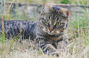 草地上的条纹猫咪