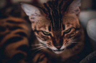 专注的豹纹猫