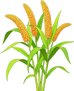 小米谷穗插画