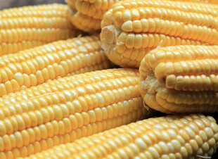 金黄饱满的新鲜玉米棒