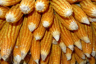 金黄饱满的玉米堆叠