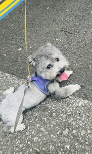 可爱的狗