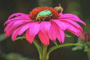 粉色花朵上的绿色蜜蜂