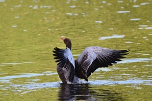 水中双鸭展翅