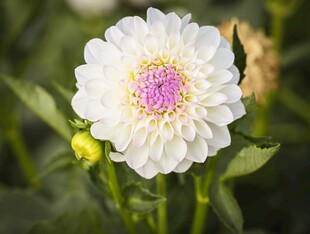 白色大丽花特写