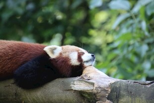 小熊猫趴木休憩