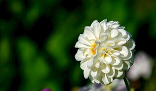 白色大丽花特写