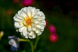 白色大丽花花