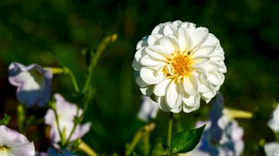 白色大丽花花绽放于绿意间