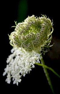 毛茸茸白花植物特写
