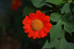 鲜艳红花朵绽放