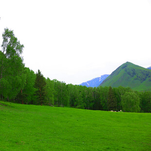 翠绿草原与远处青山美景