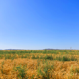 金黄田野与湛蓝天空美景