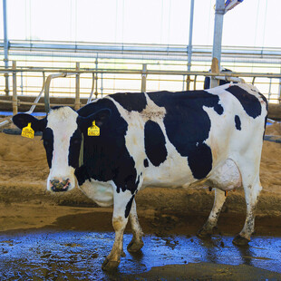 牛舍中的黑白花奶牛