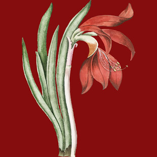 复古风红色花卉插画
