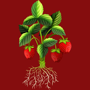 草莓植株全视图