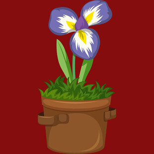 花盆中的紫色鸢尾花