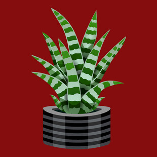黑盆虎皮兰植物插画