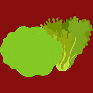 新鲜生菜插画