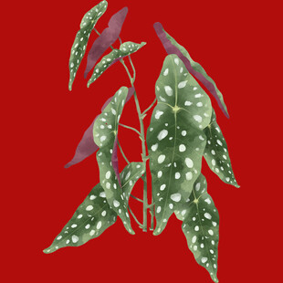 红色背景下的斑点绿叶植物