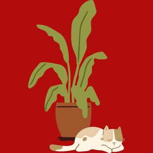 红背景下猫咪伴绿植