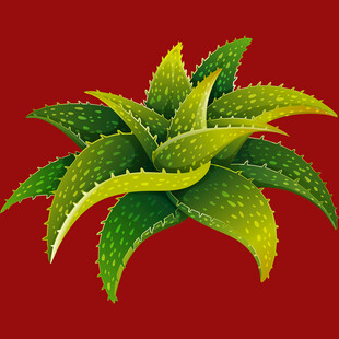 红色背景上的翠绿芦荟