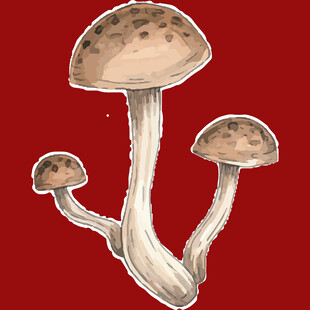 水彩绘三株蘑菇