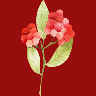 红色花卉插画清新雅致