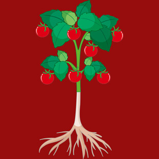 番茄植株插画