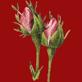 两朵粉色玫瑰花蕾