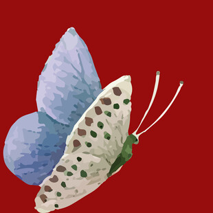 蓝白斑点蝴蝶插画
