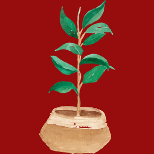 盆栽绿植生机盎然